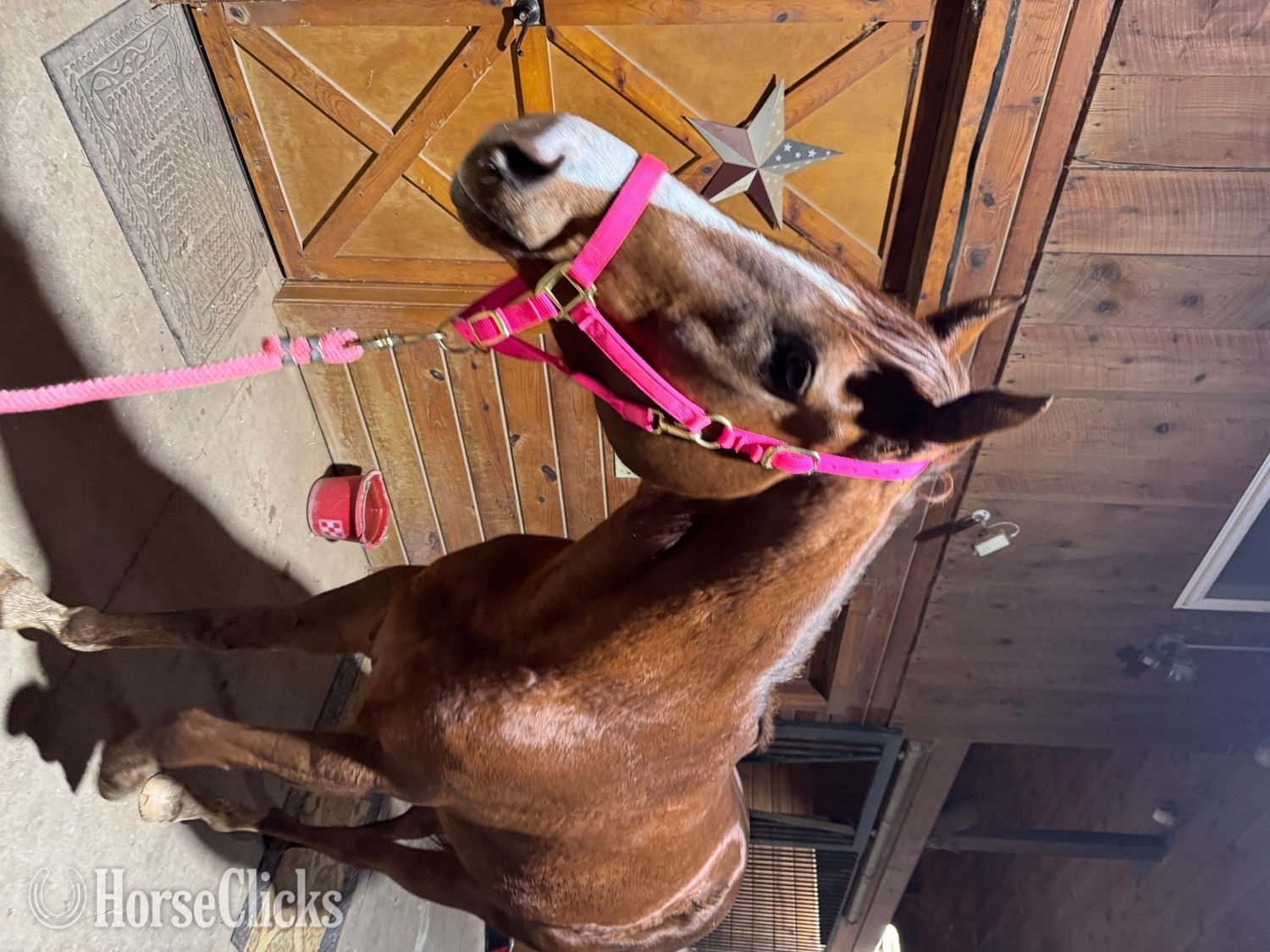 "Lola" Chestnut Mare Thoroughbred Ohio