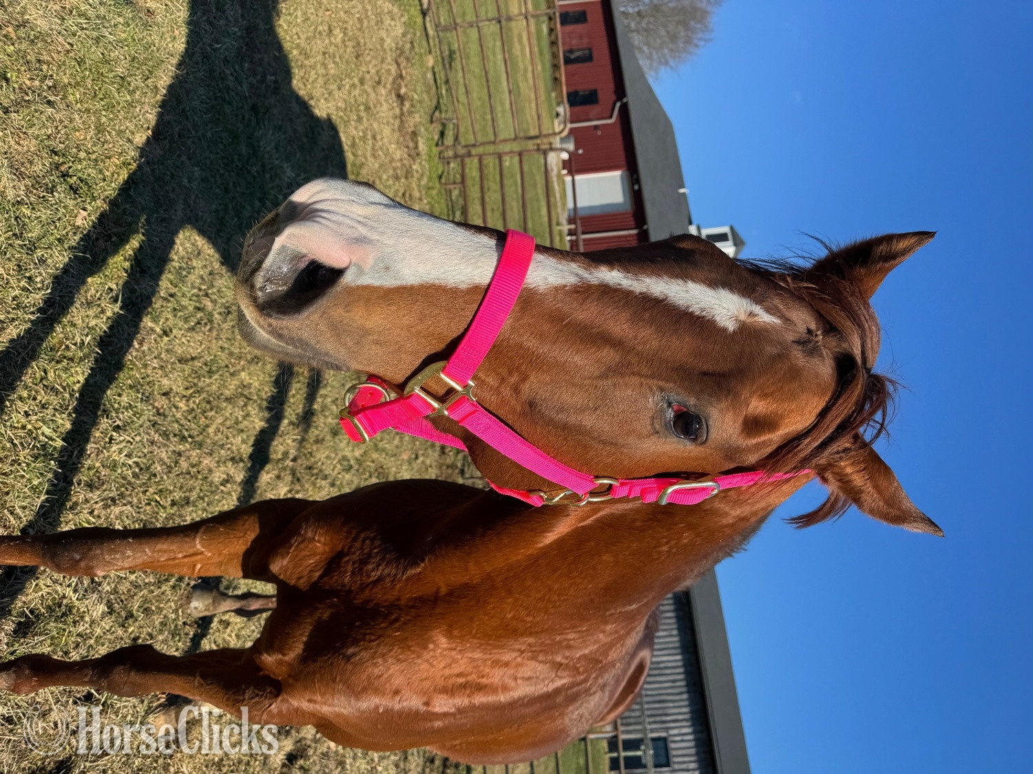 Thoroughbred - "Lola" Chestnut Mare Thoroughbred in Ohio