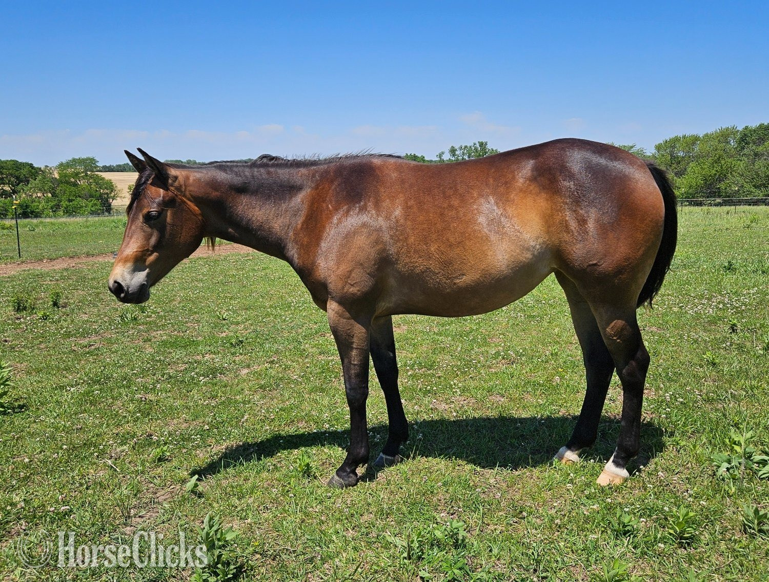 "Pretty Wicked Slider " Bay Filly Quarter Horse in Kansas