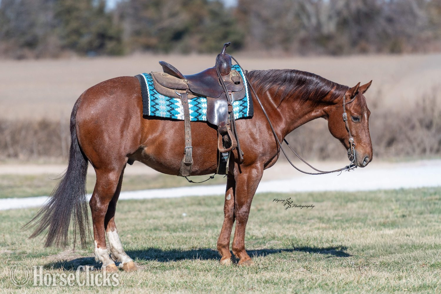 "Rock " Red Roan Gelding Quarter Horse