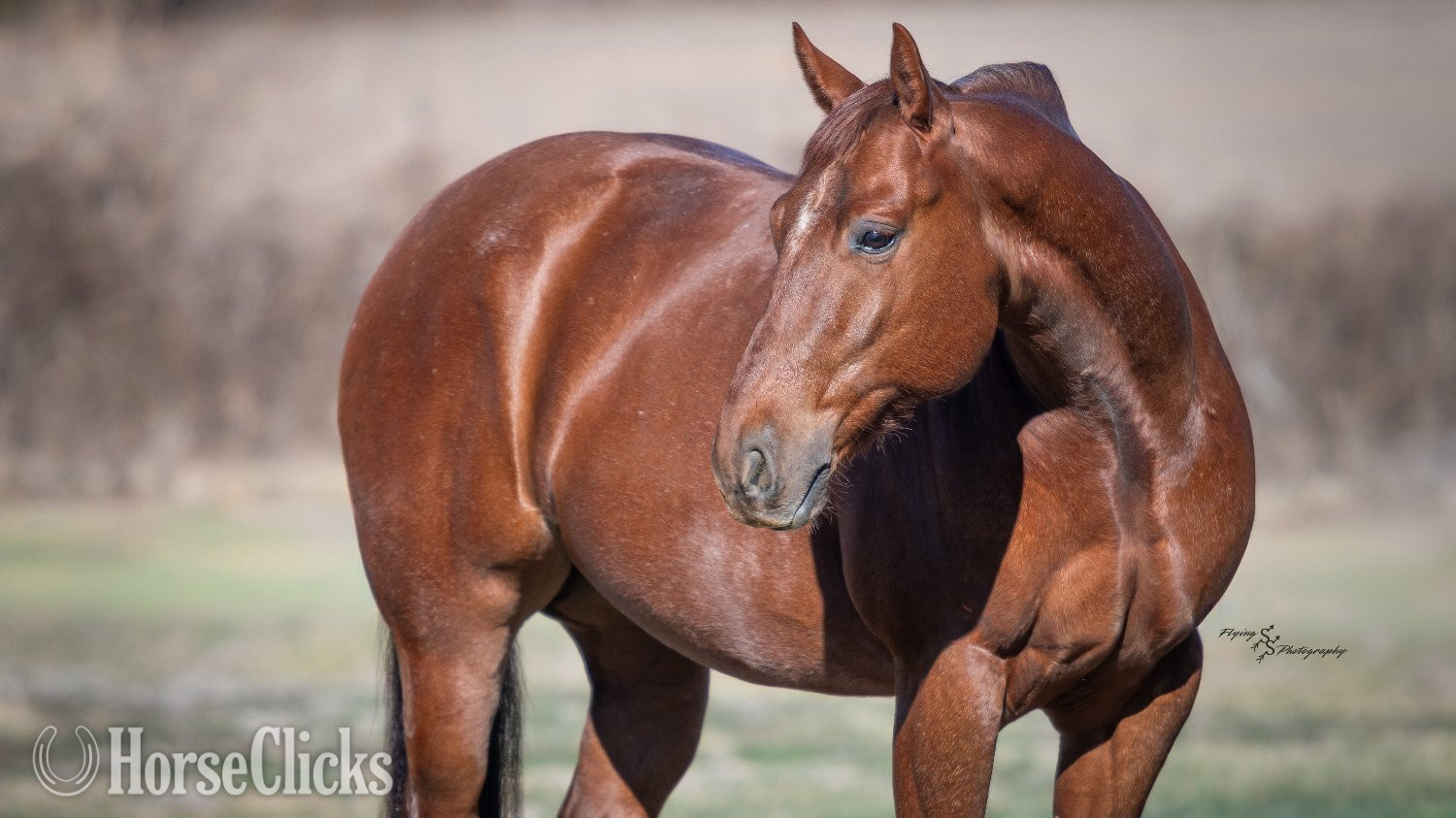Missouri "Rock " Red Roan Gelding Quarter Horse