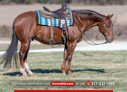 "Rock " Red Roan Gelding Quarter Horse