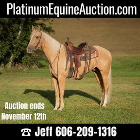 Horses for sale in Ohio | HorseClicks