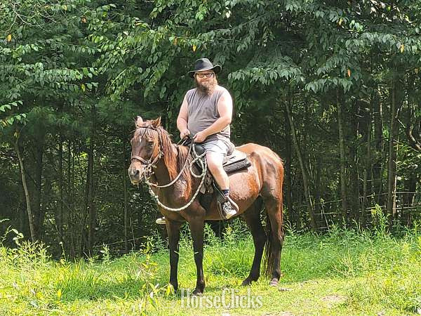 "Ochwalkee Annie" Bay Mare Morgan in Pennsylvania
