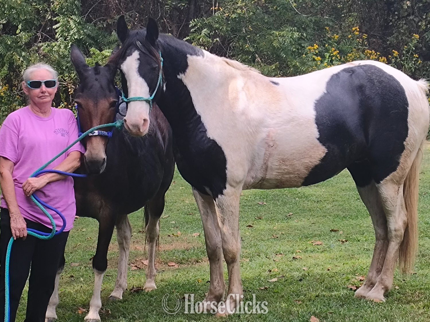 "Oreo" Tri-Color Mare Spotted Saddle in Tennessee
