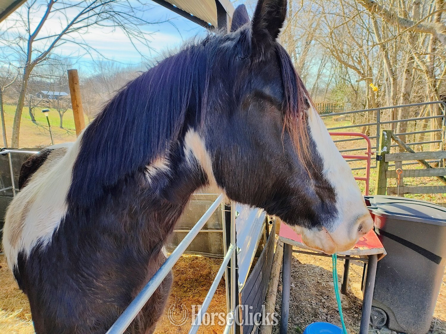 "Oreo" Tri-Color Mare Spotted Saddle