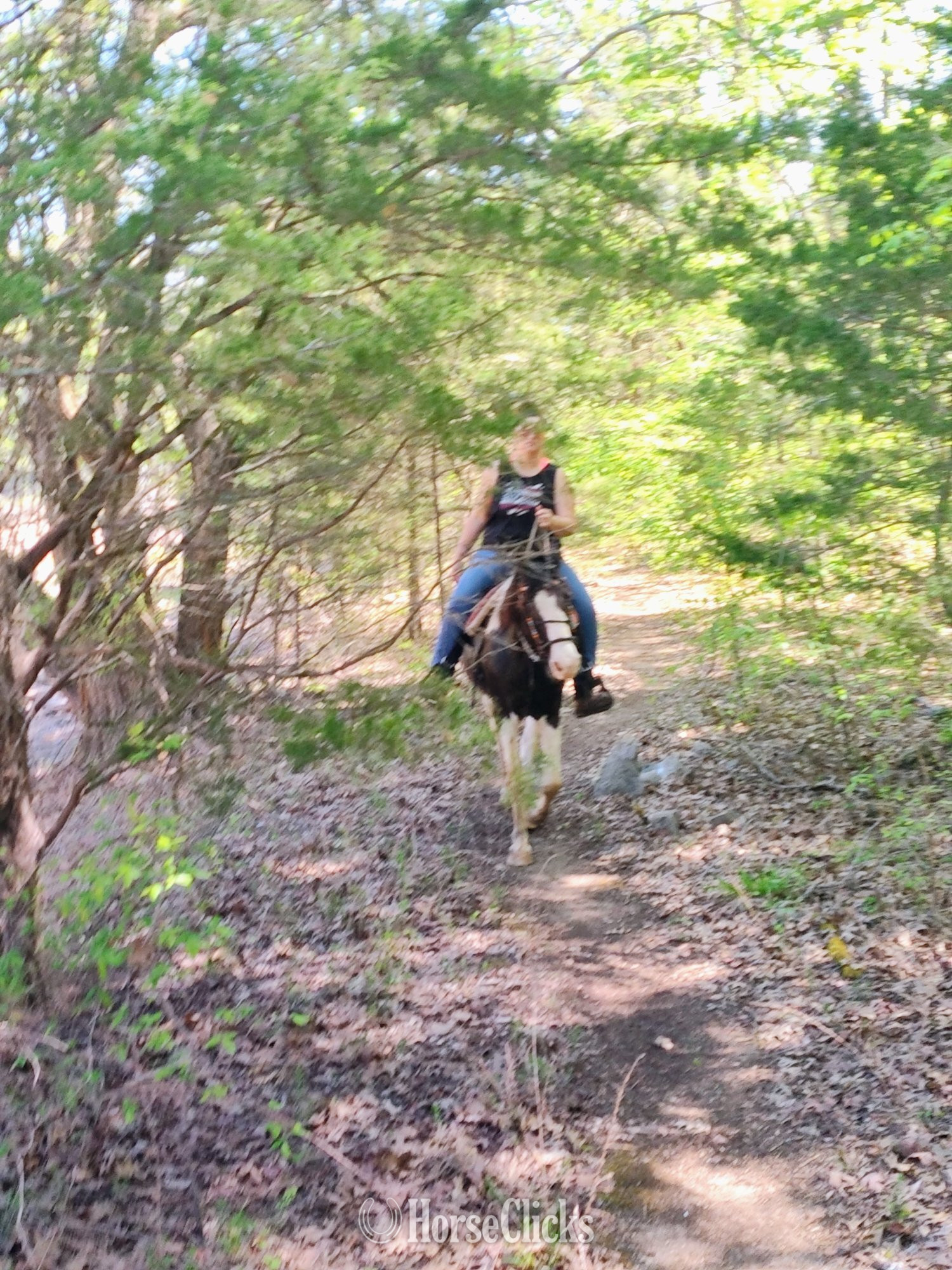 Tennessee "Oreo" Tri-Color Mare Spotted Saddle