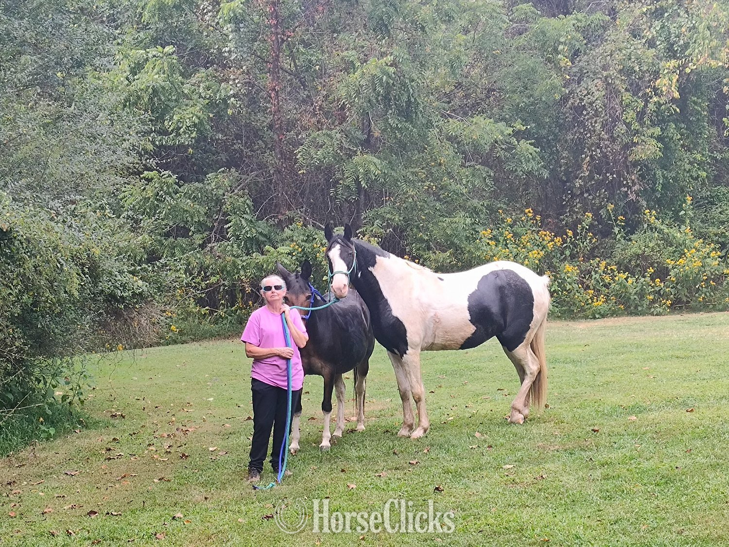 "Oreo" Tri-Color Mare Spotted Saddle - Spotted Saddle