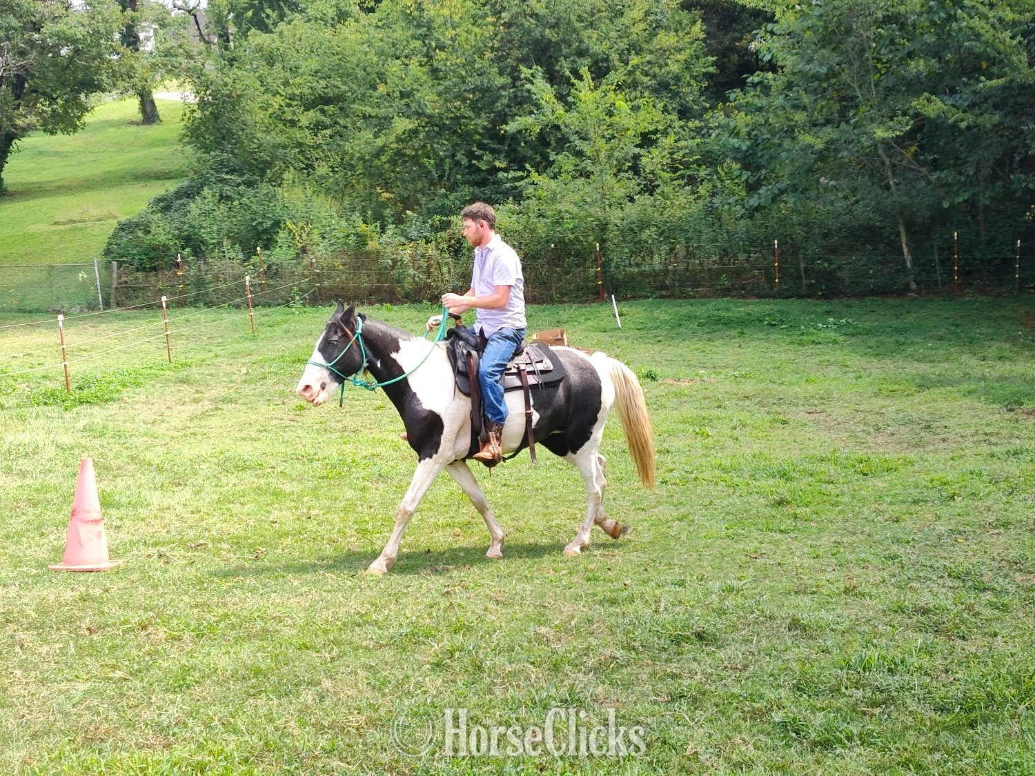 "Oreo" Tri-Color Mare Spotted Saddle Tennessee