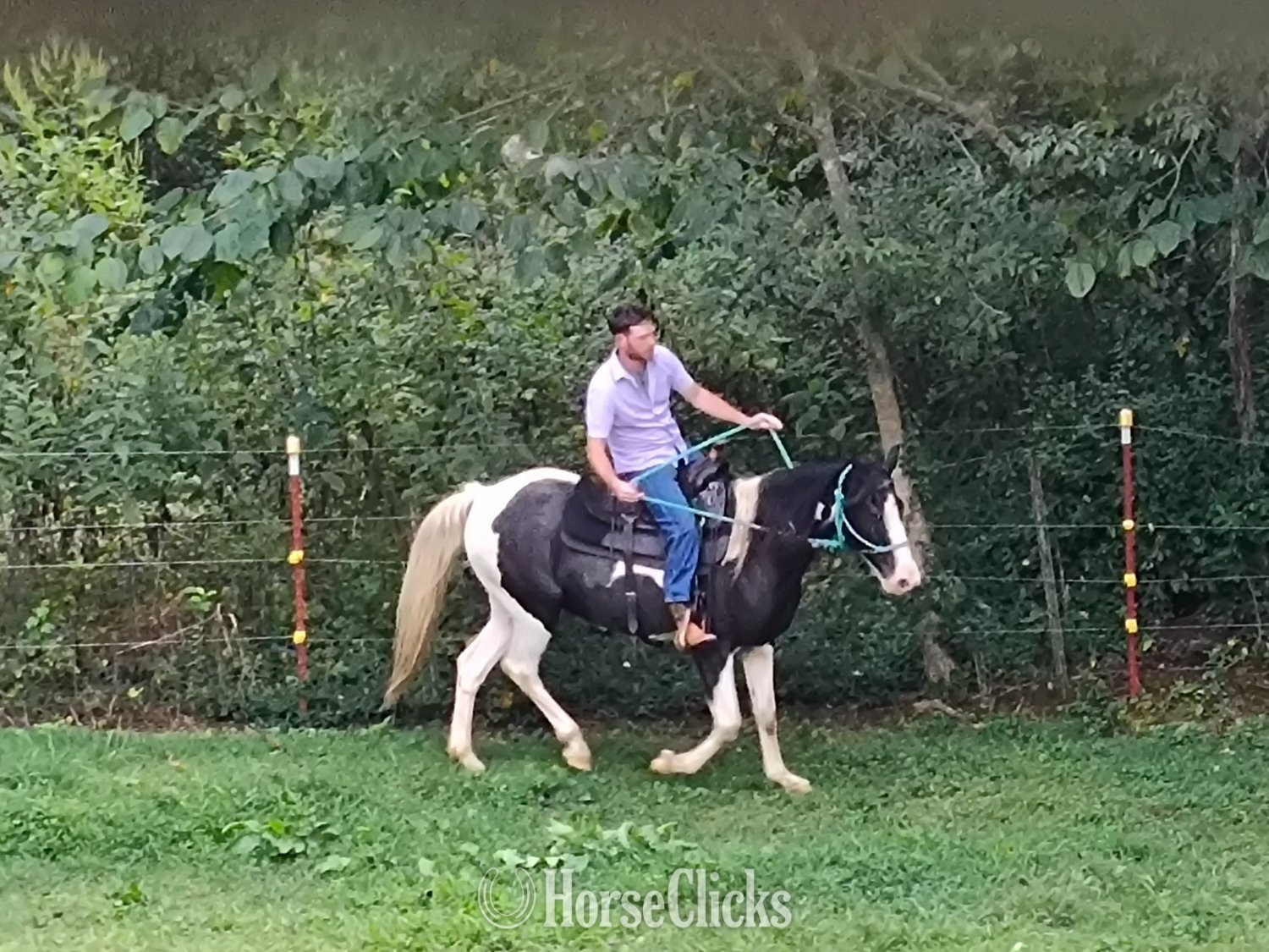 Spotted Saddle - "Oreo" Tri-Color Mare Spotted Saddle in Tennessee