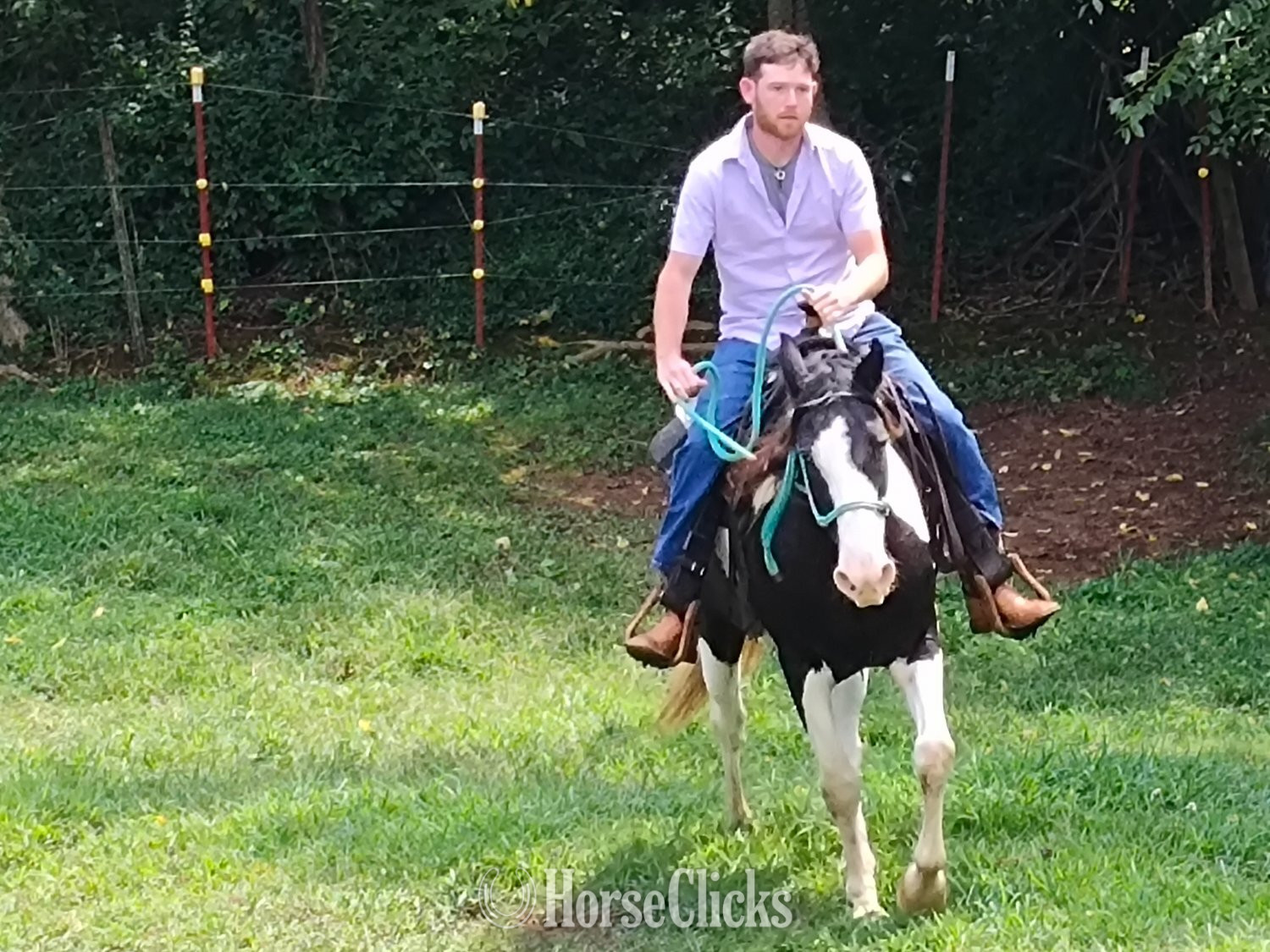 Spotted Saddle - "Oreo" Tri-Color Mare Spotted Saddle