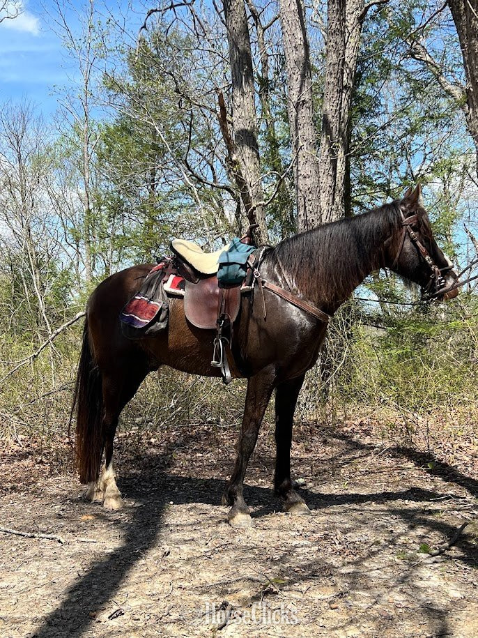 "Graham" Black Gelding Tennessee Walker in Ohio