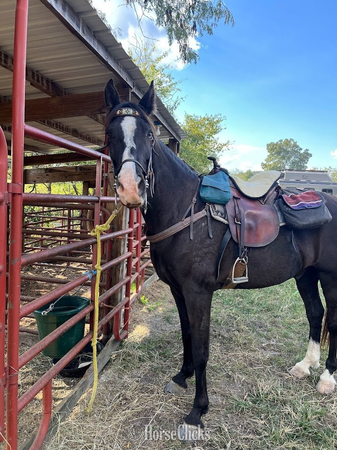 "Graham" Black Gelding Tennessee Walker