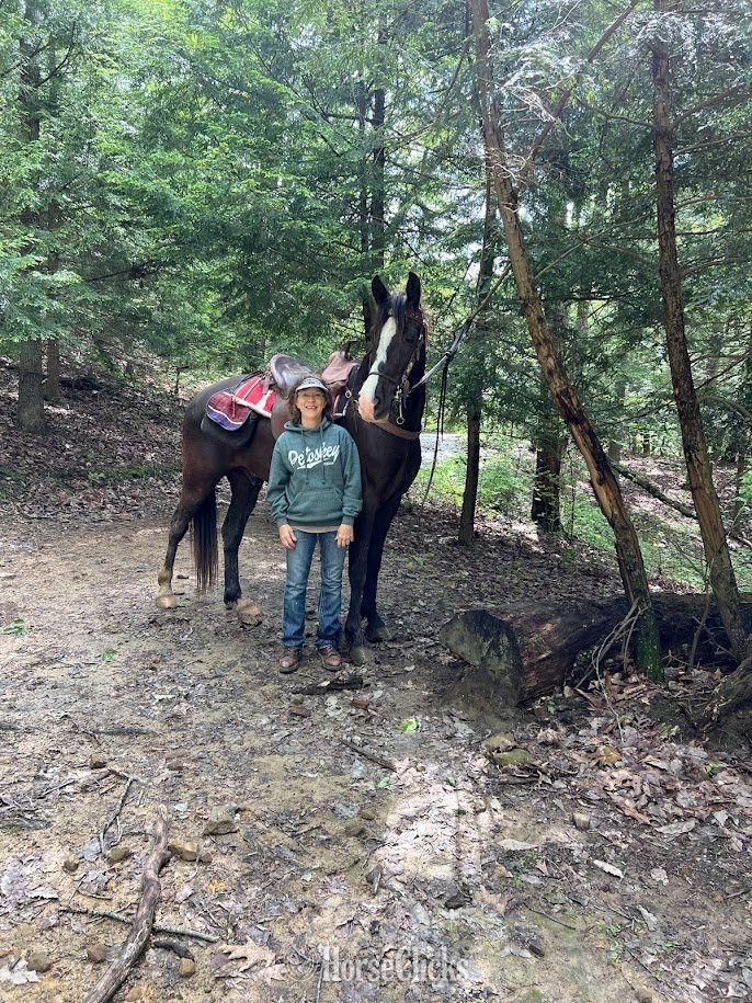 Ohio "Graham" Black Gelding Tennessee Walker