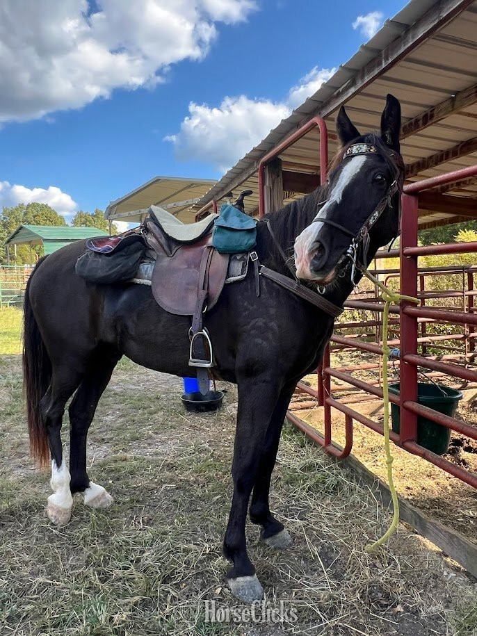 "Graham" Black Gelding Tennessee Walker - Tennessee Walker in Ohio