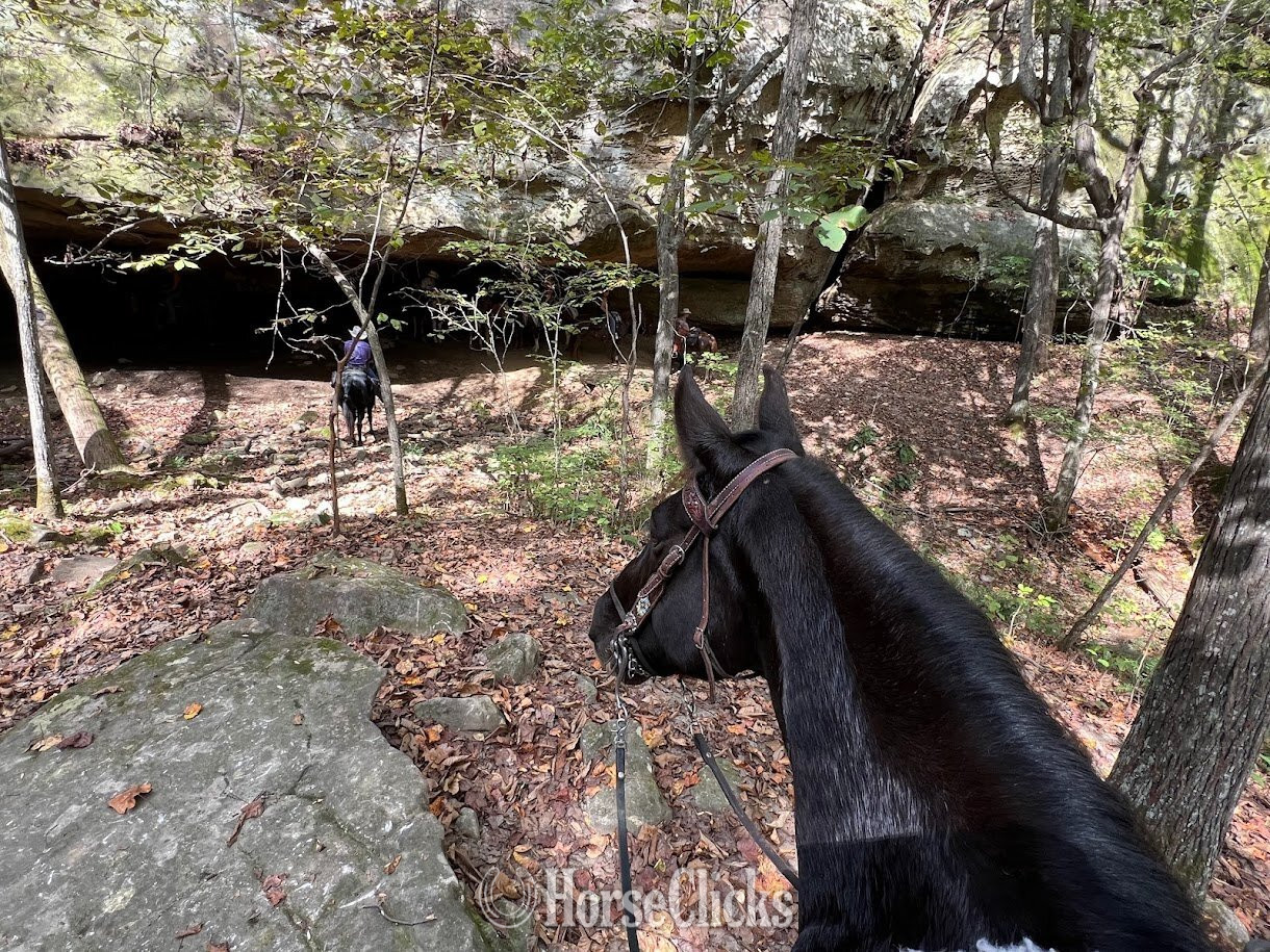 "Graham" Black Gelding Tennessee Walker - Tennessee Walker