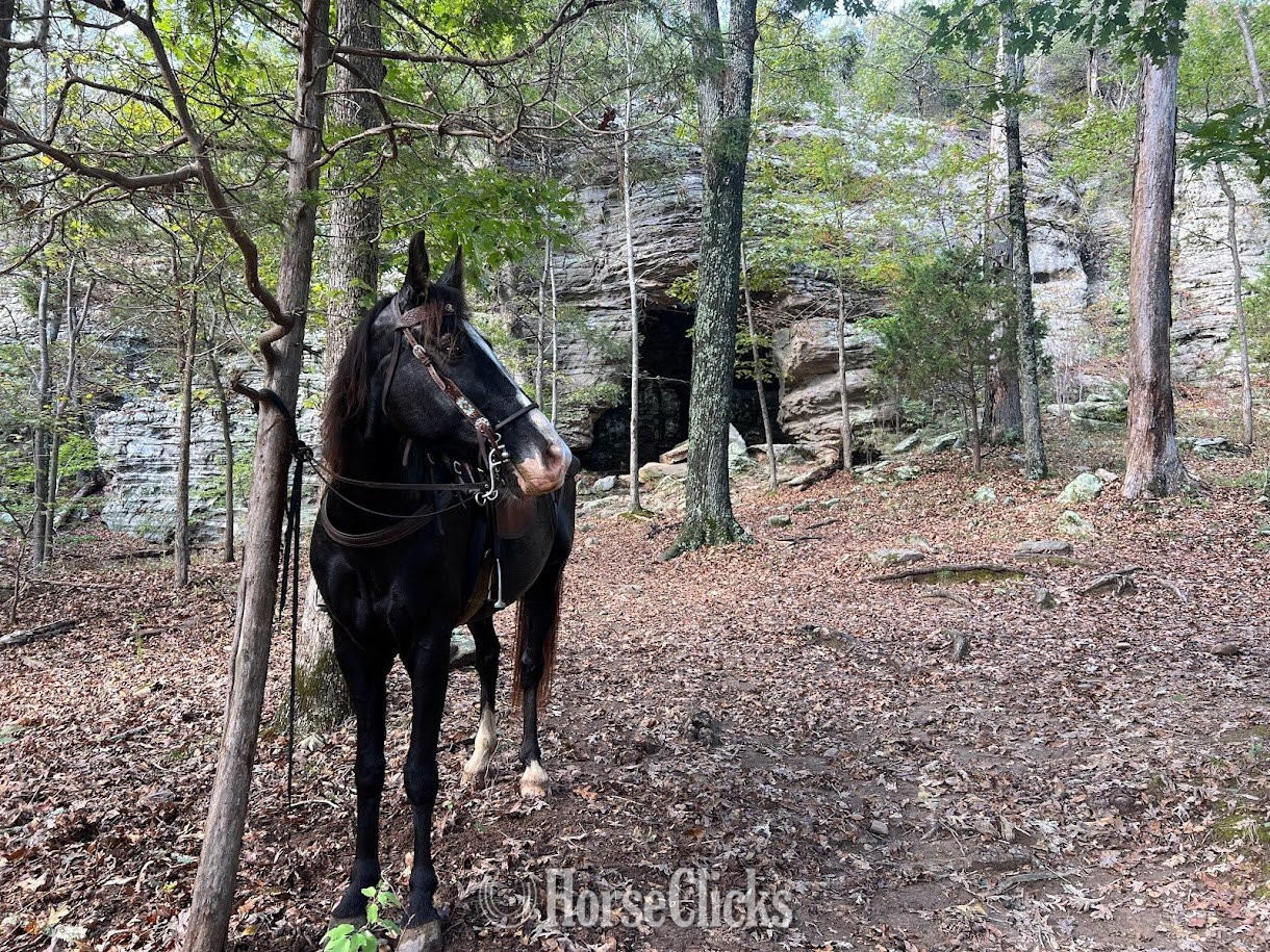 "Graham" Black Gelding Tennessee Walker Ohio