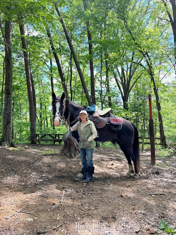 Tennessee Walker - "Graham" Black Gelding Tennessee Walker in Ohio