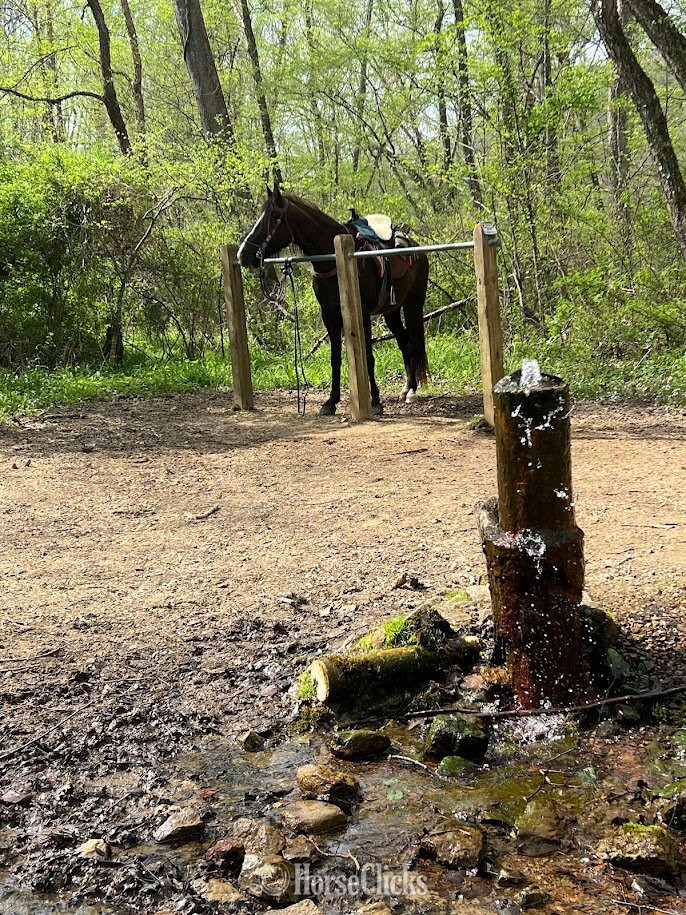Tennessee Walker - "Graham" Black Gelding Tennessee Walker