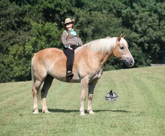 "MICKEY" Chestnut Gelding Haflinger