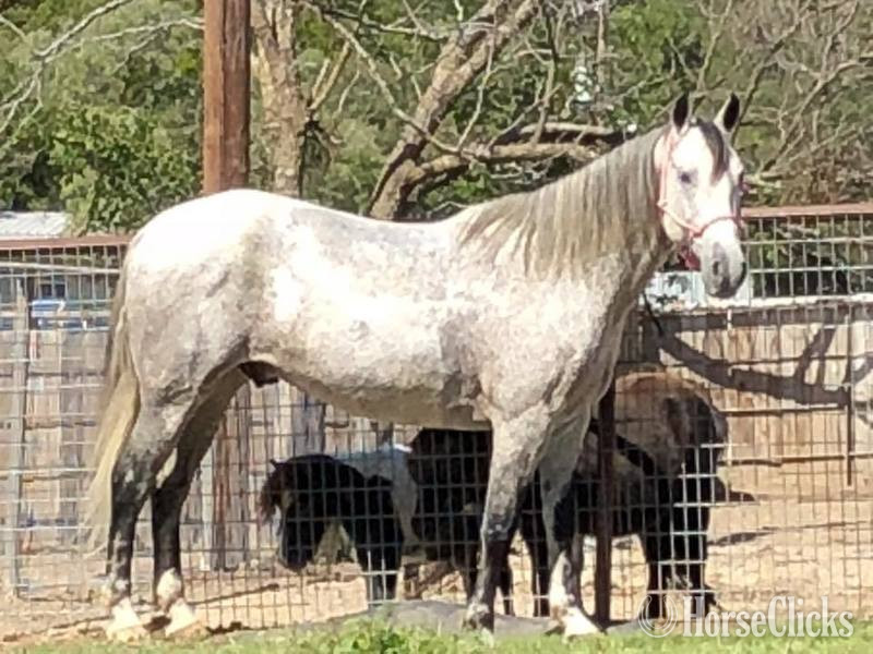 Texas "Andy" Grey Gelding Quarter Horse