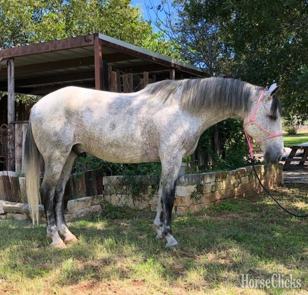 "Andy" Grey Gelding Quarter Horse - Quarter Horse in Texas