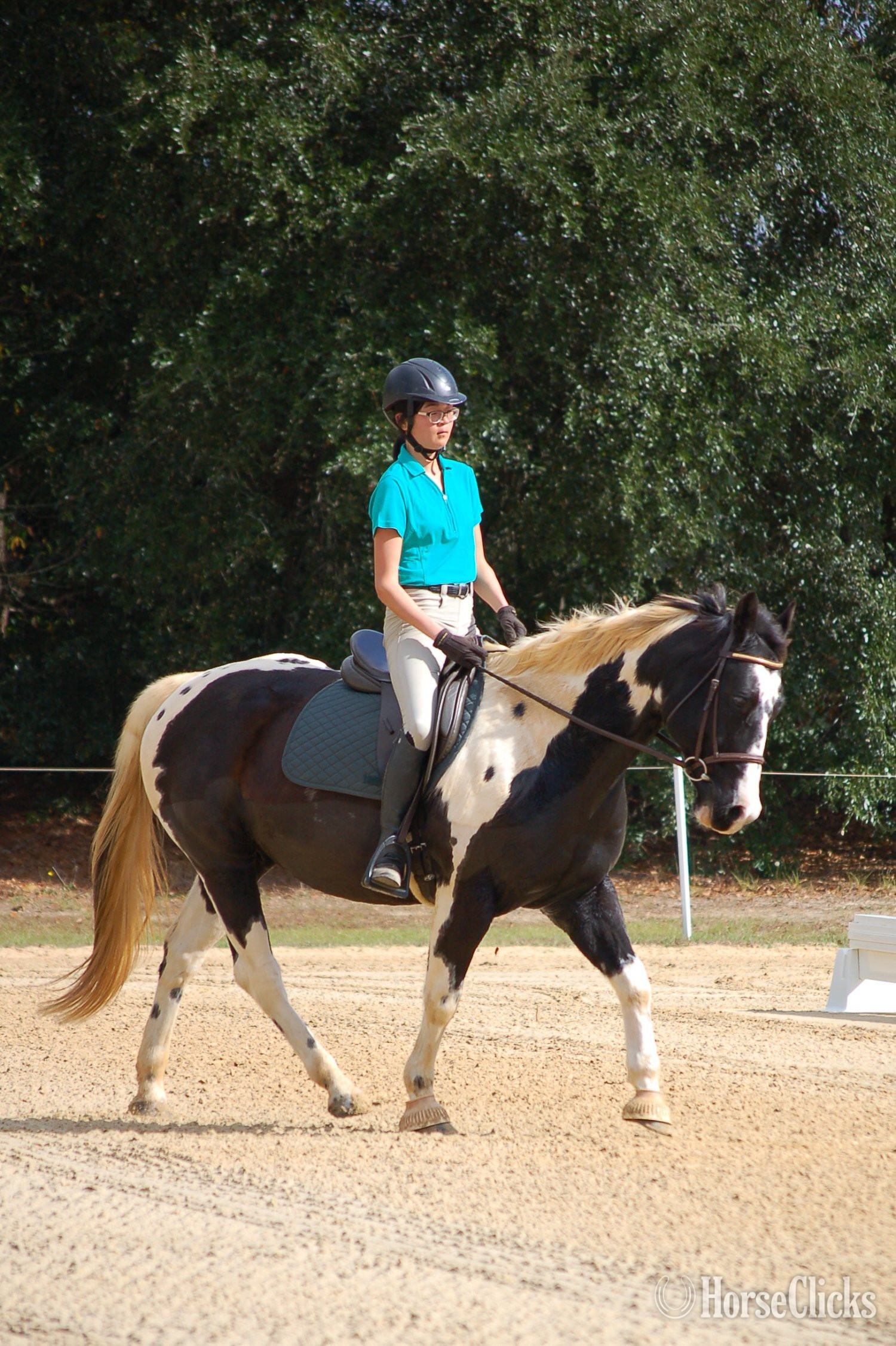 14.2hh Gelding for Lease in North Carolina