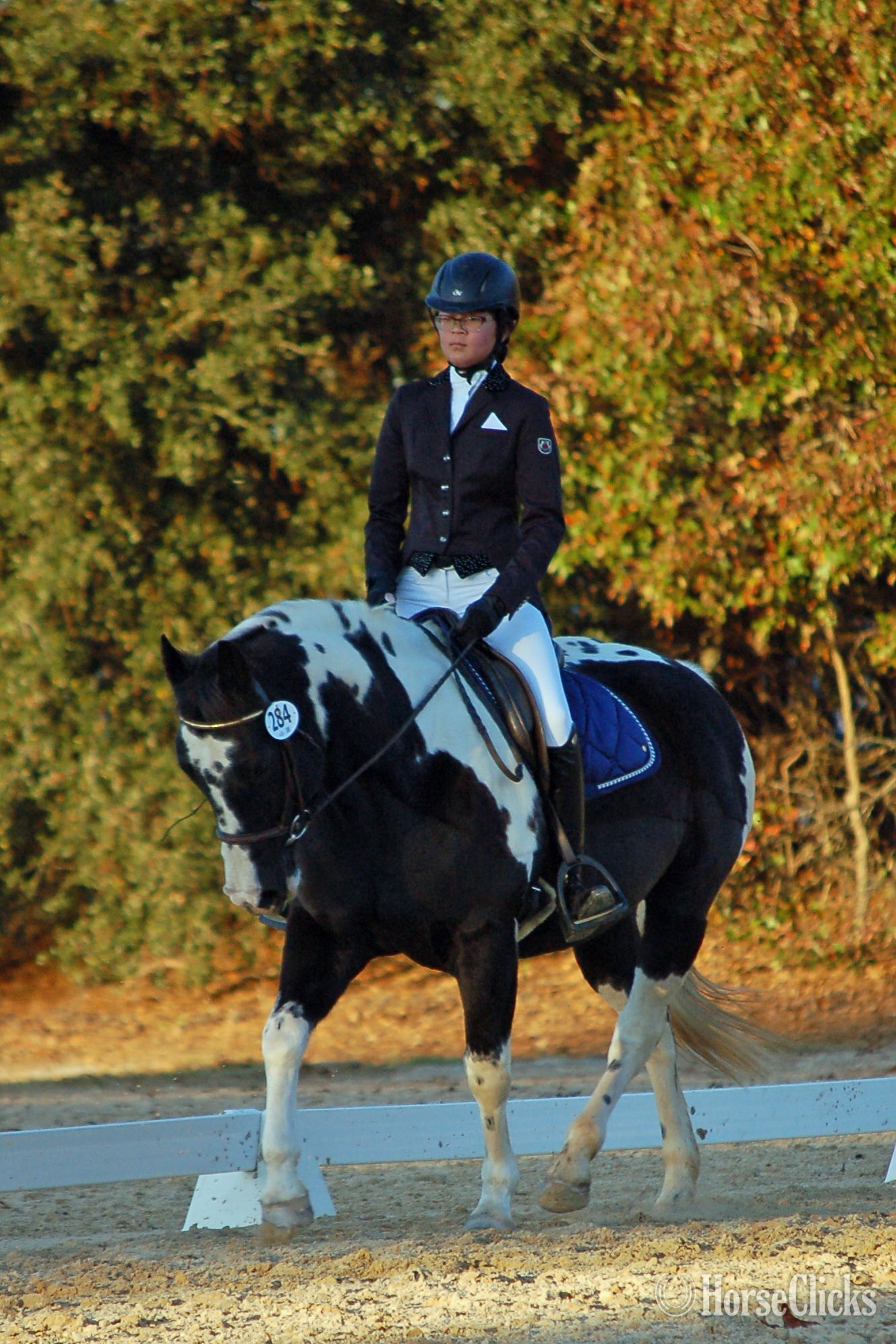 14.2hh Gelding for Lease