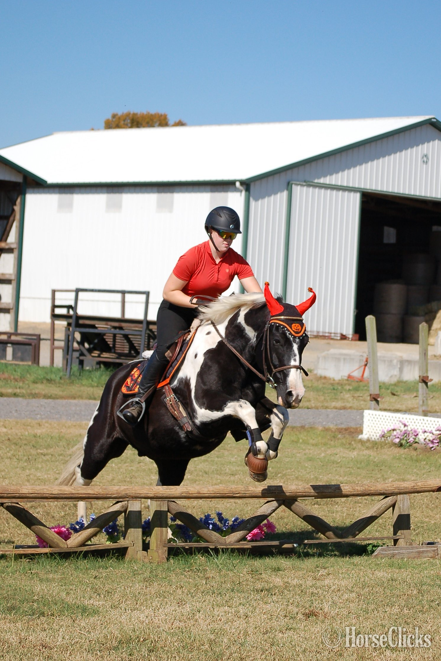 North Carolina 14.2hh Gelding for Lease