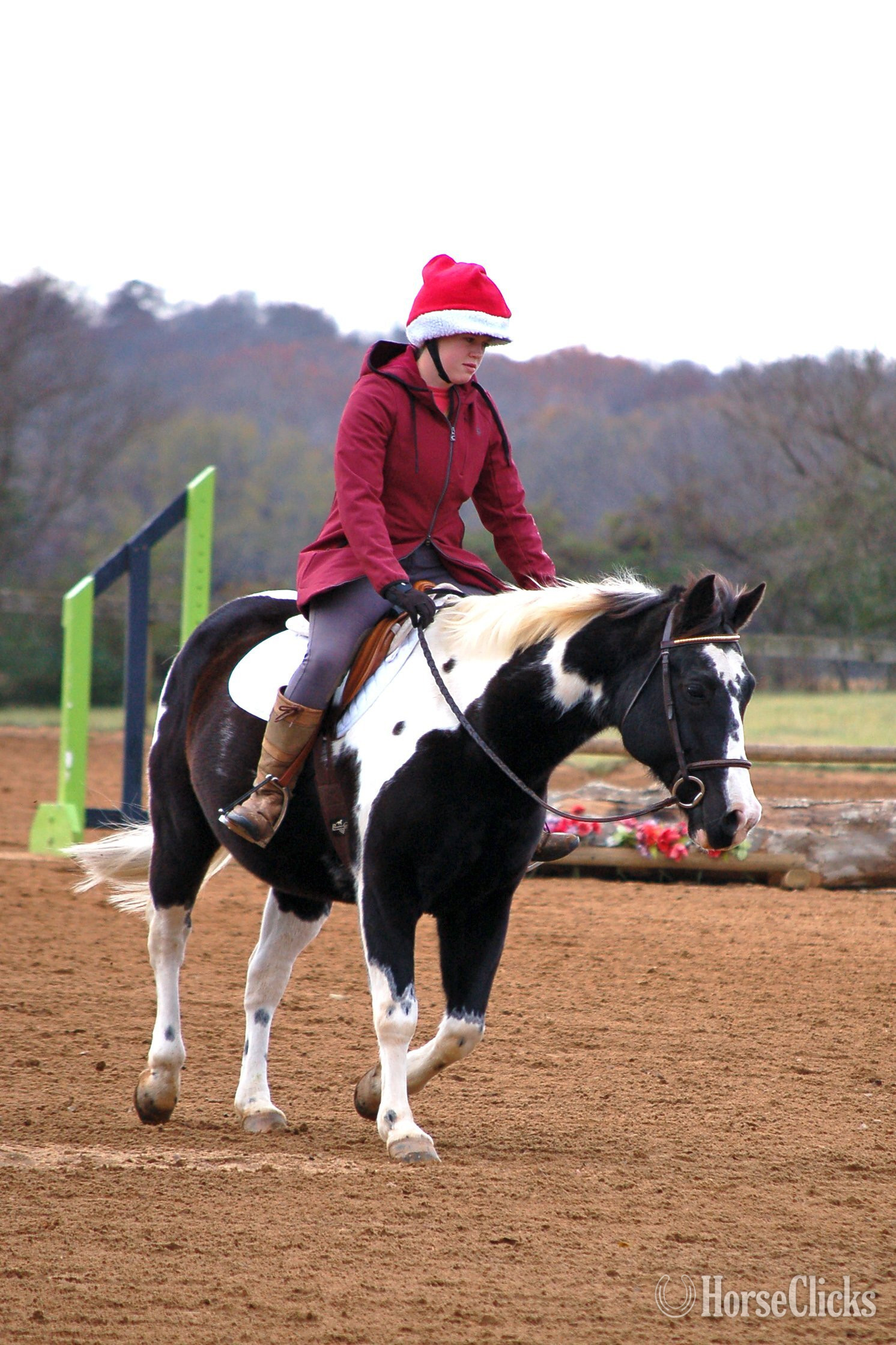 14.2hh Gelding for Lease North Carolina