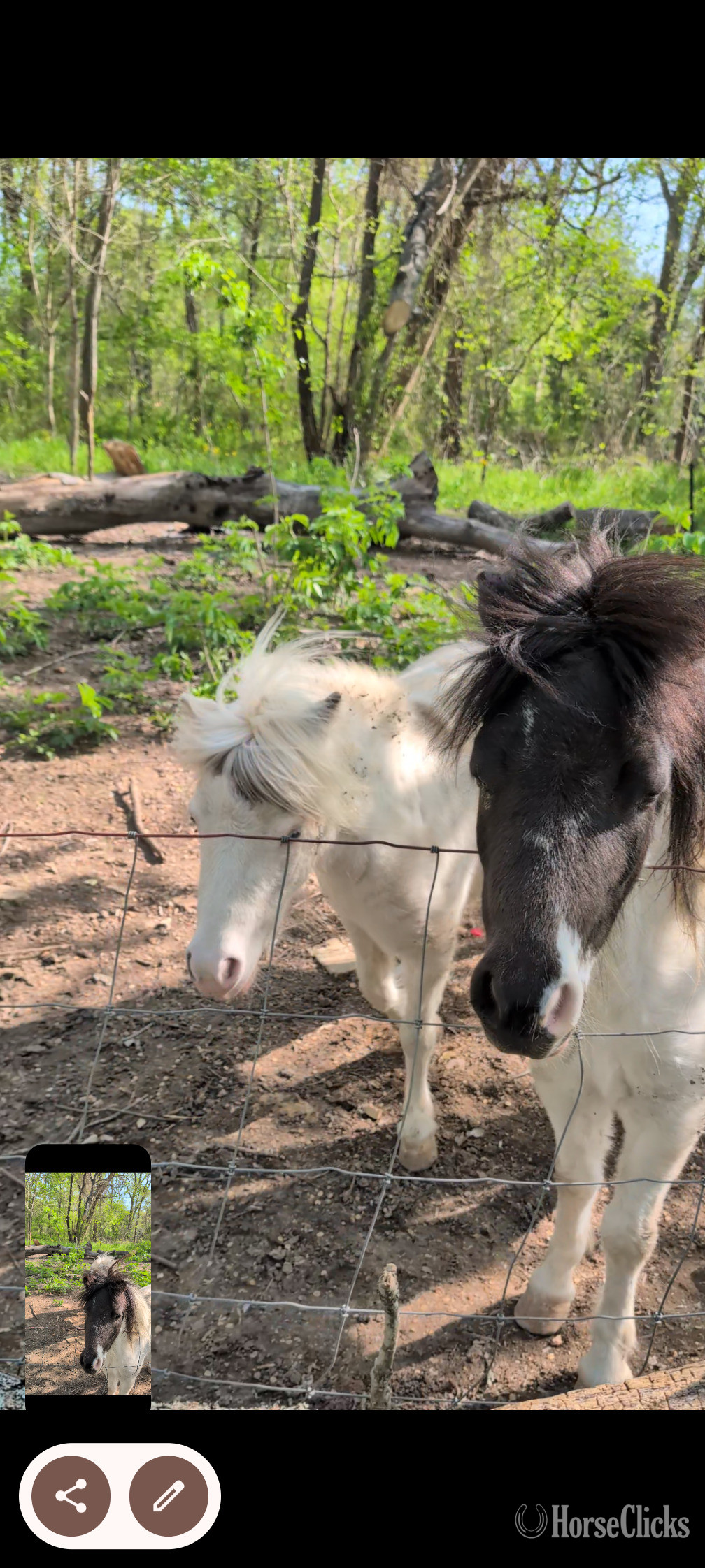 "Firefly and Zippy" White Filly American Miniature in Texas