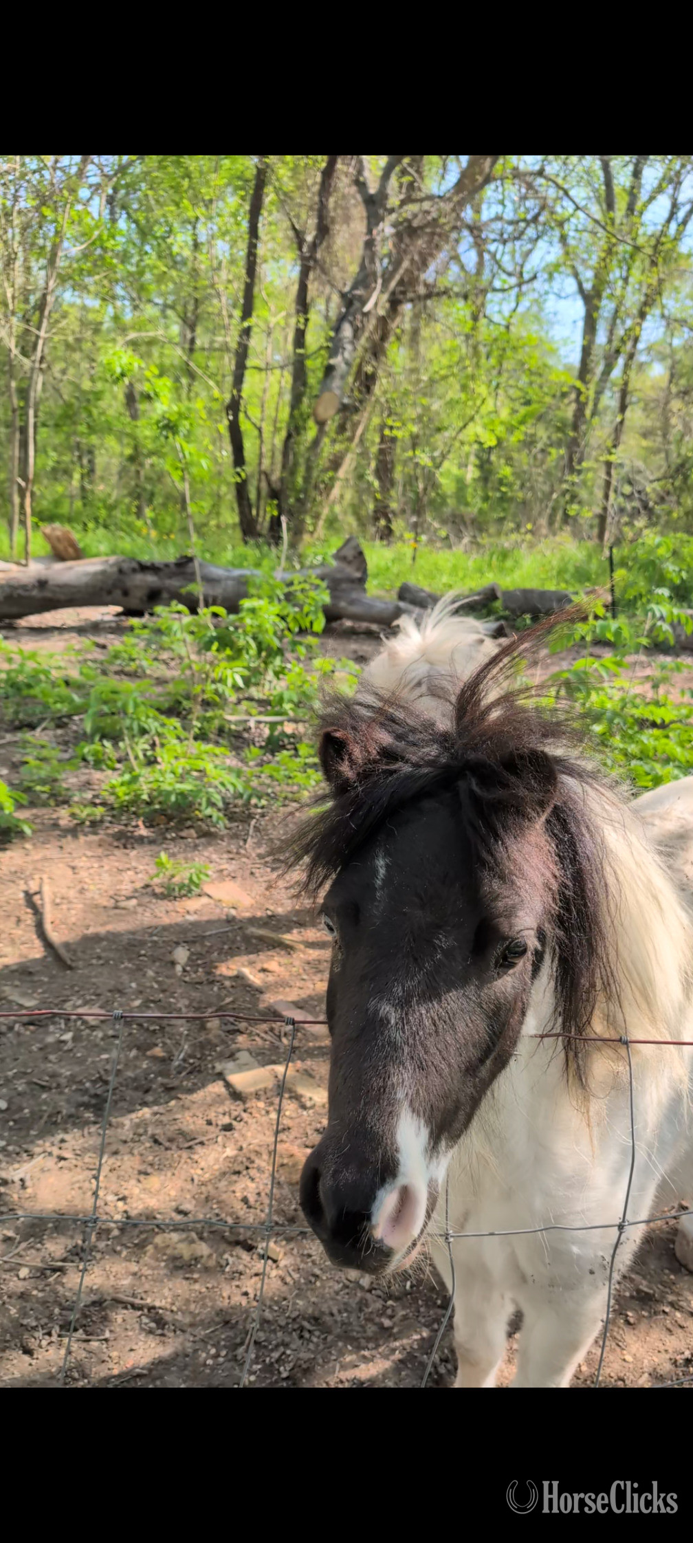 "Firefly and Zippy" White Filly American Miniature
