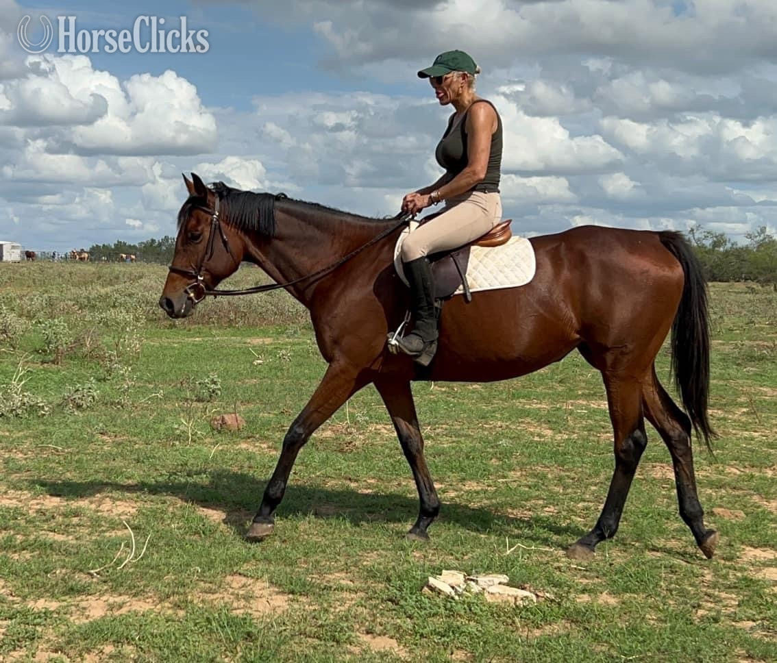 "Grace" Bay Mare Thoroughbred in Texas