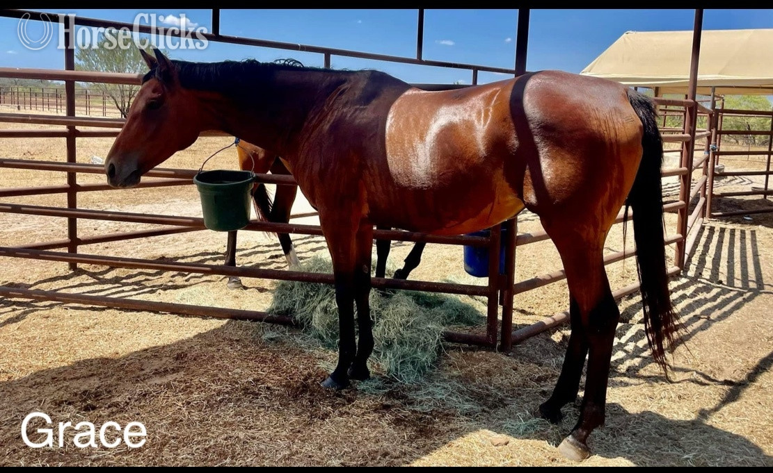 "Grace" Bay Mare Thoroughbred