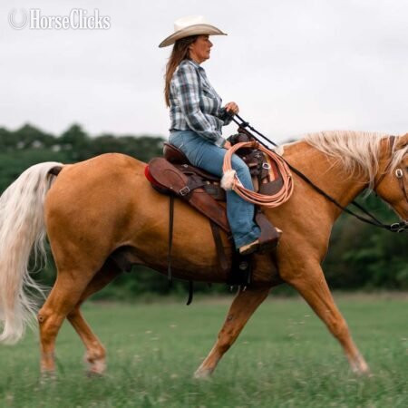 "John Hugh aka Big John " Palomino Gelding Missouri Fox Trotter