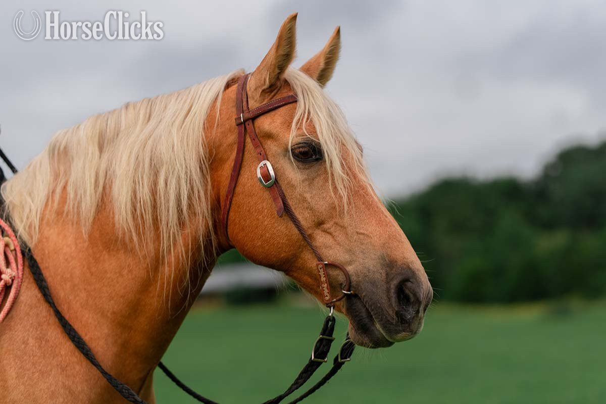 Missouri "John Hugh aka Big John " Palomino Gelding Missouri Fox Trotter