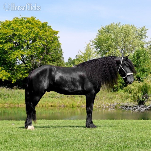 "PEDRO'S PETE" Black Gelding Friesian in Michigan