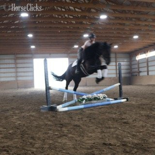 Michigan "PEDRO'S PETE" Black Gelding Friesian