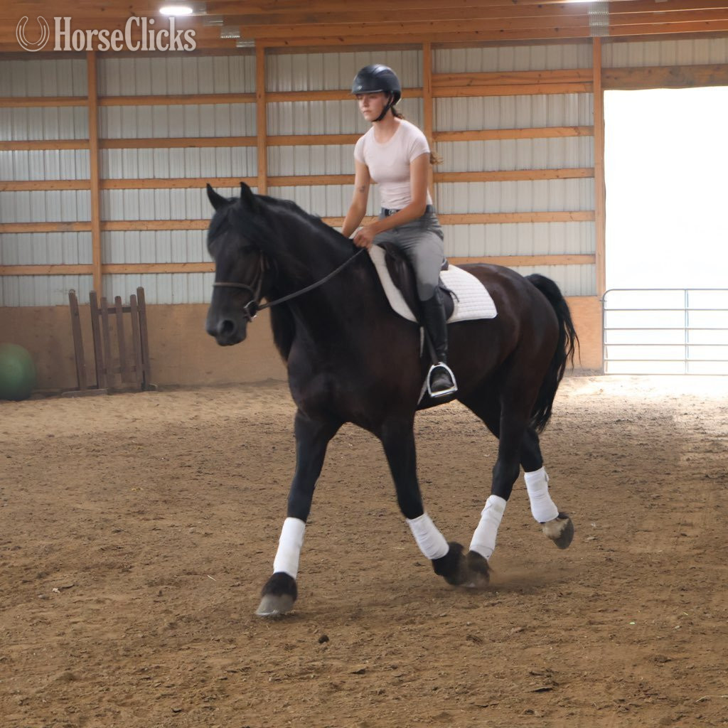 "PEDRO'S PETE" Black Gelding Friesian - Friesian in Michigan