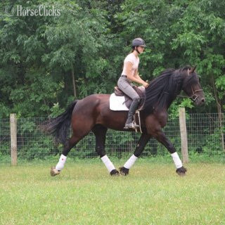 "PEDRO'S PETE" Black Gelding Friesian - Friesian