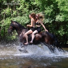 Friesian - "PEDRO'S PETE" Black Gelding Friesian