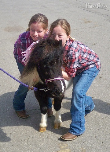 "Please call or text us at *941-548-MINI*" Sorrel Filly American Miniature Florida
