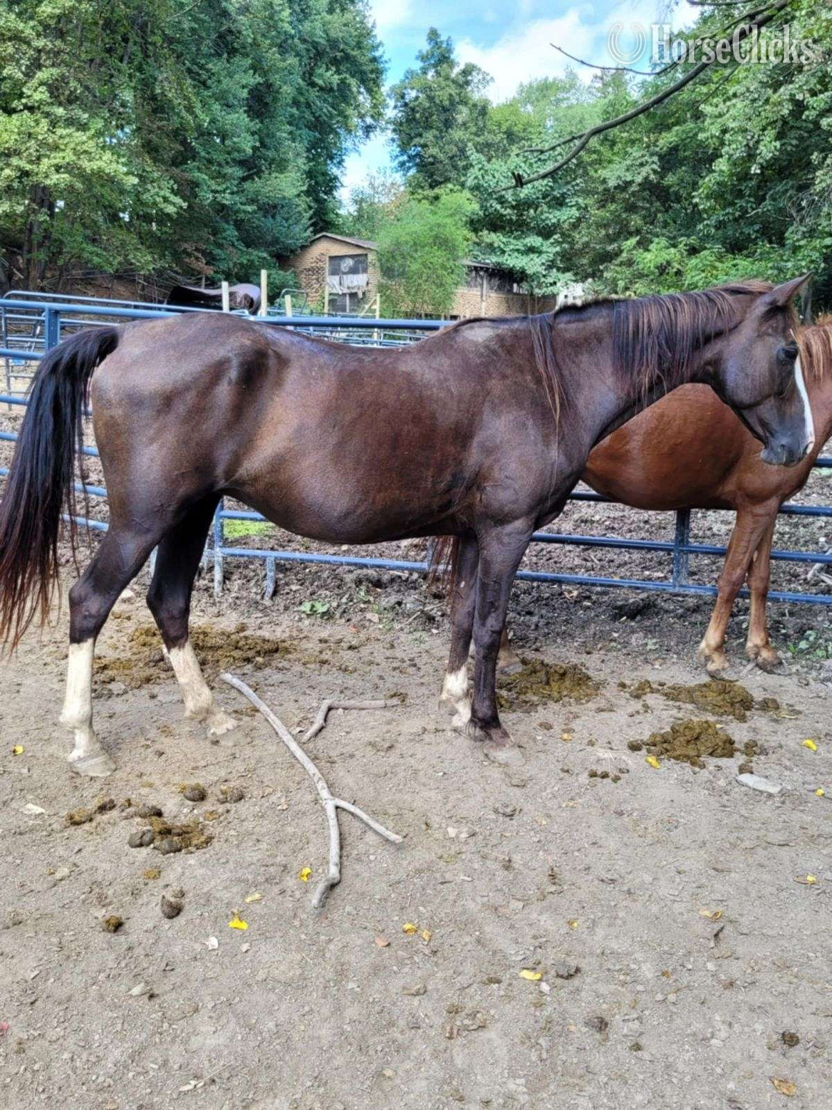 "Cbmf Dancing With Stars" Chestnut Mare Morgan in Pennsylvania