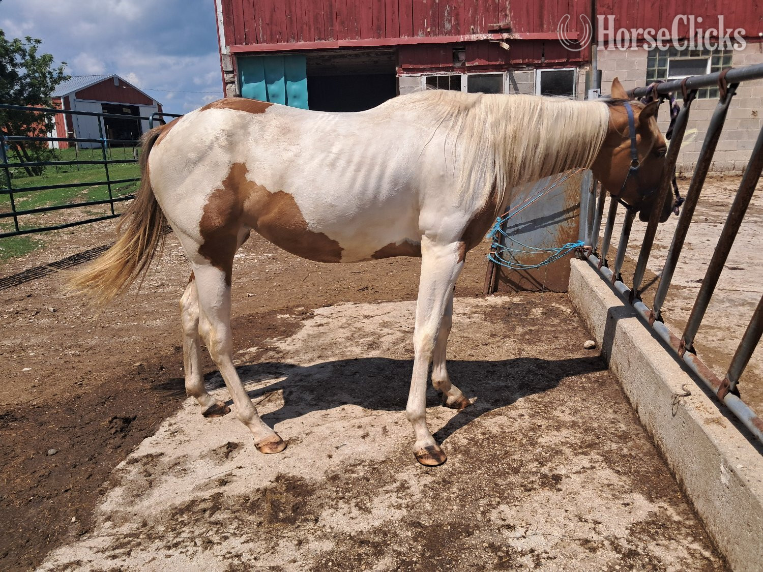 "Zena" Tabiano Mare Paint in Wisconsin