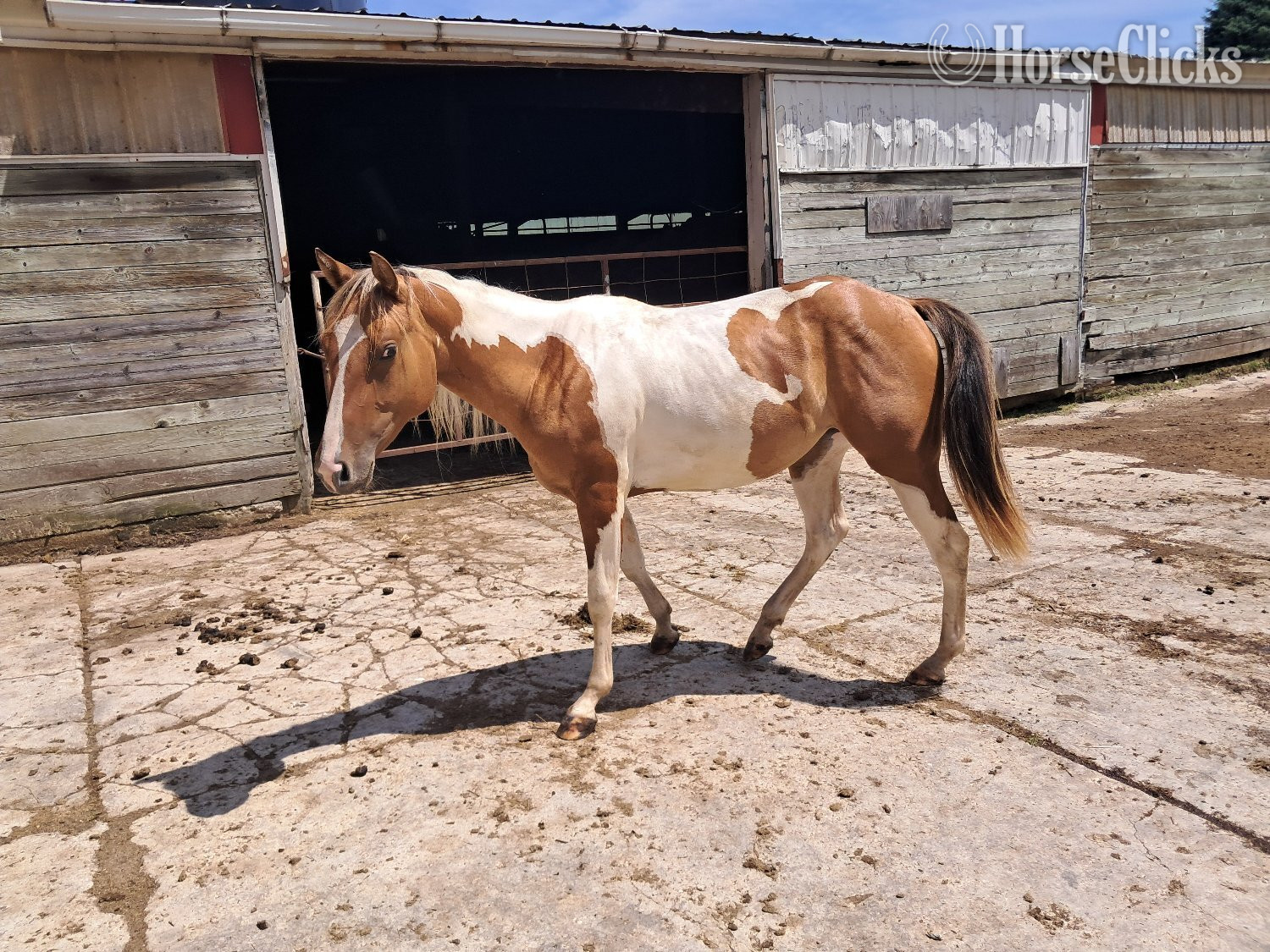 "Zena" Tabiano Mare Paint