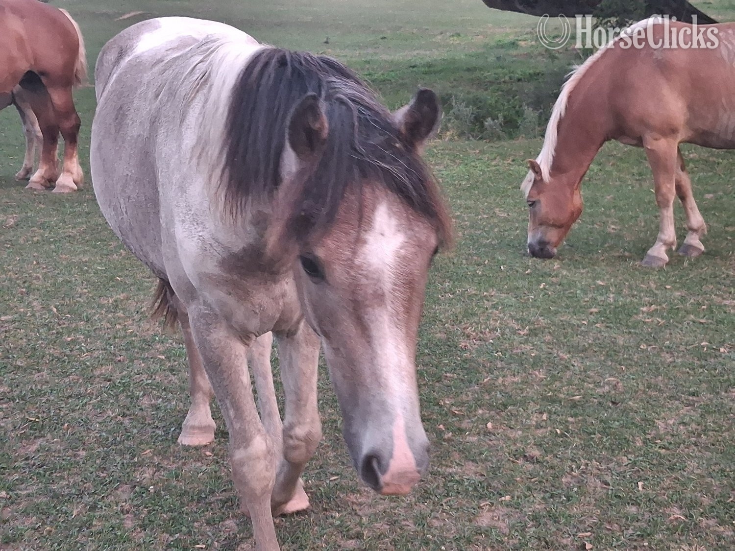 "PRINCE" Spotted Colt Draft in Minnesota