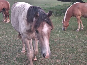 "PRINCE" Spotted Colt Draft