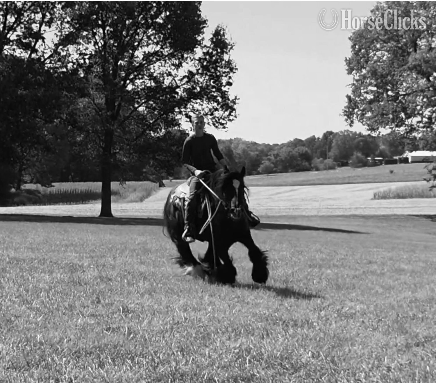 Kentucky "KNIGHT" Black Gelding Gypsy Vanner