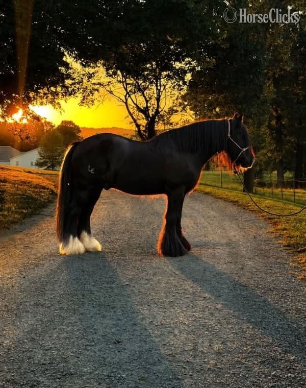"KNIGHT" Black Gelding Gypsy Vanner - Gypsy Vanner