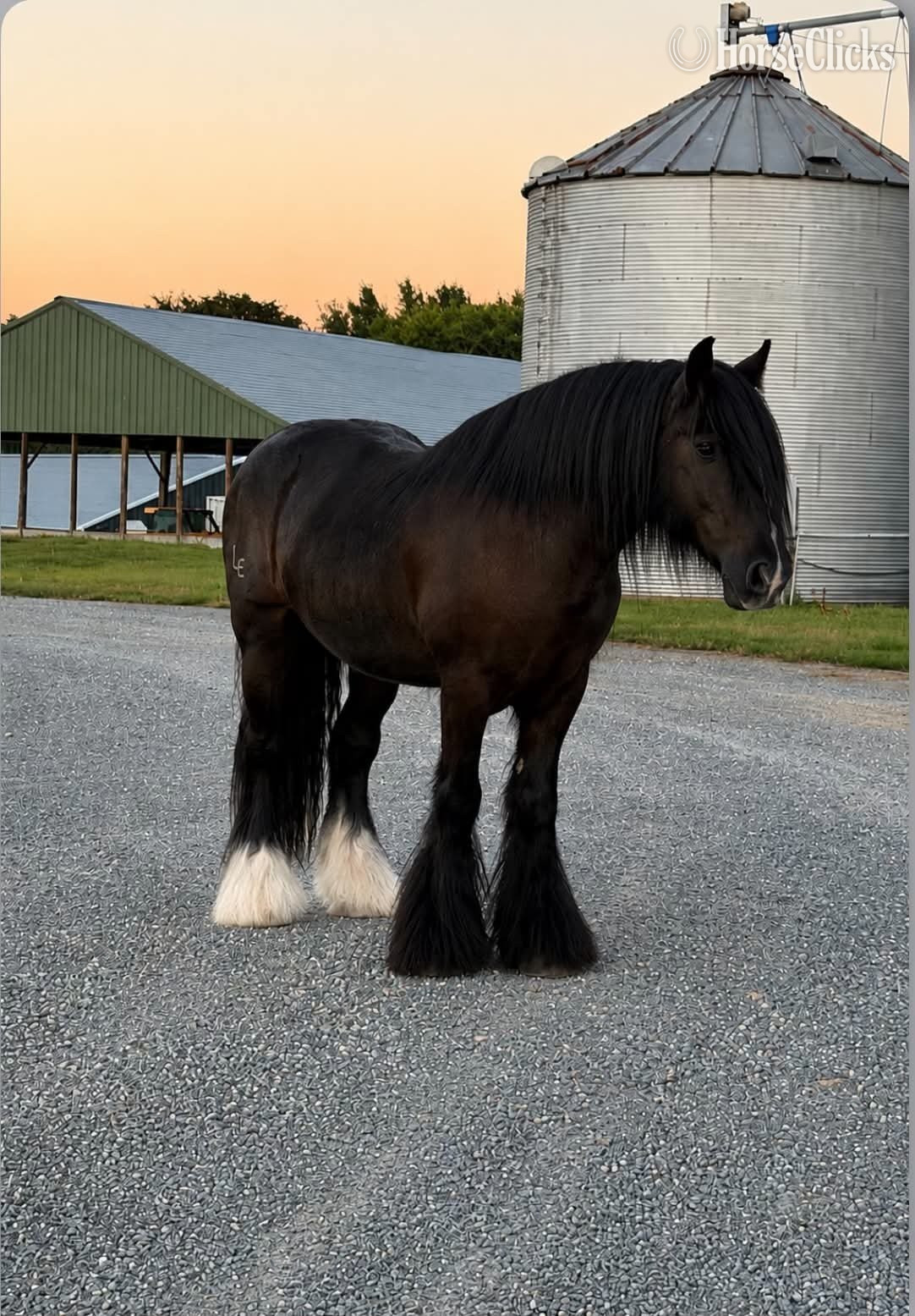 Gypsy Vanner - "KNIGHT" Black Gelding Gypsy Vanner in Kentucky
